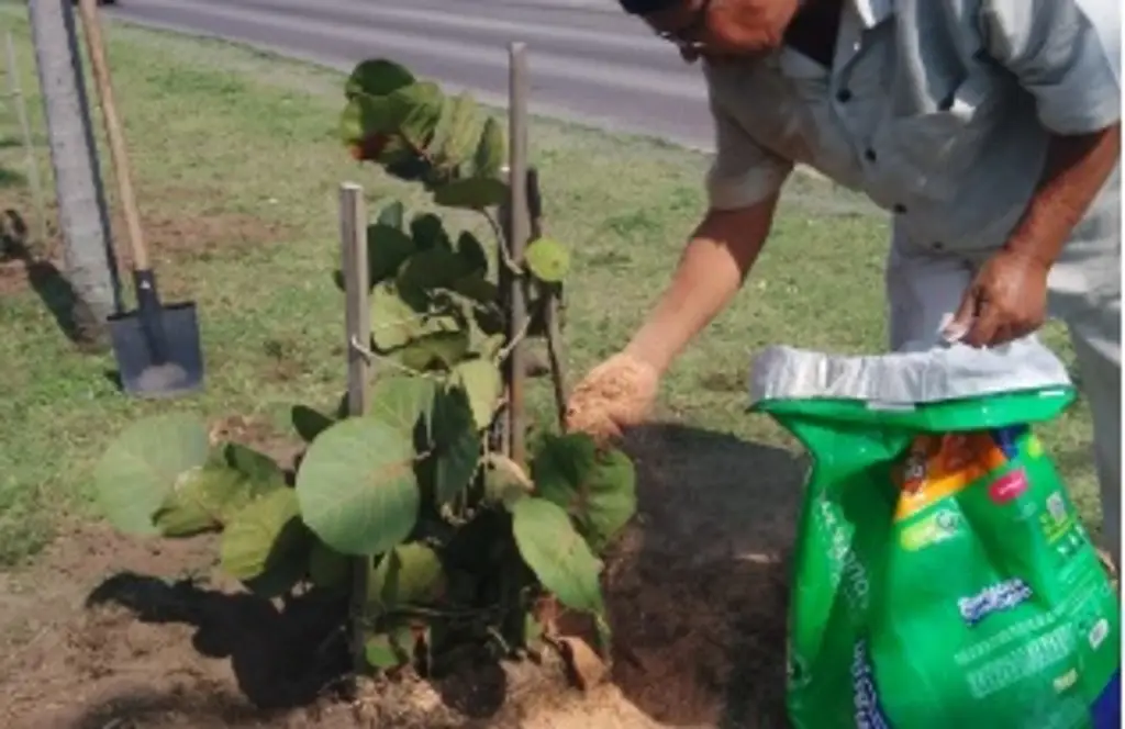 Imagen Hasta mil 200 árboles han plantado al norte del puerto Veracruz; piden más participación  
