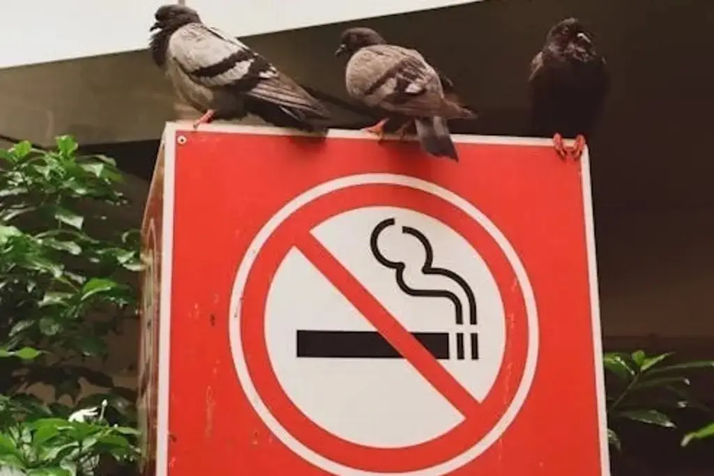 Hoy es el Día Mundial Sin Tabaco