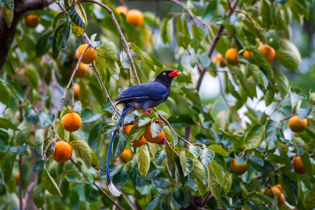 Imagen ¿Es un delito cortar las frutas de un árbol de un camellón?