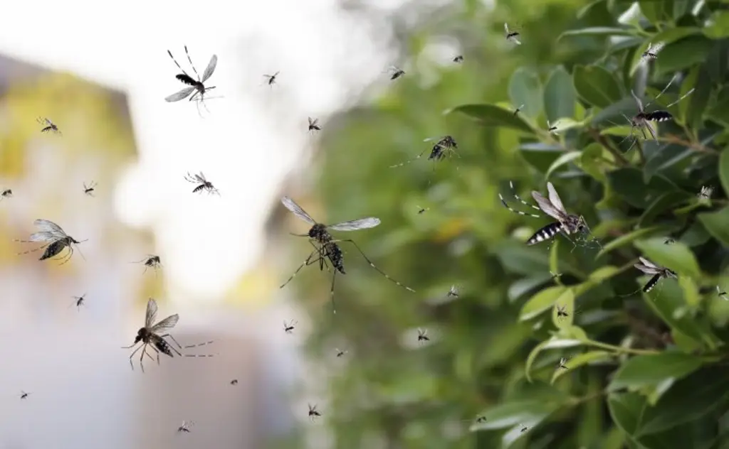 Imagen Ssa anuncia desarrollo de vacuna contra el dengue; Veracruz, segundo estado con más casos 