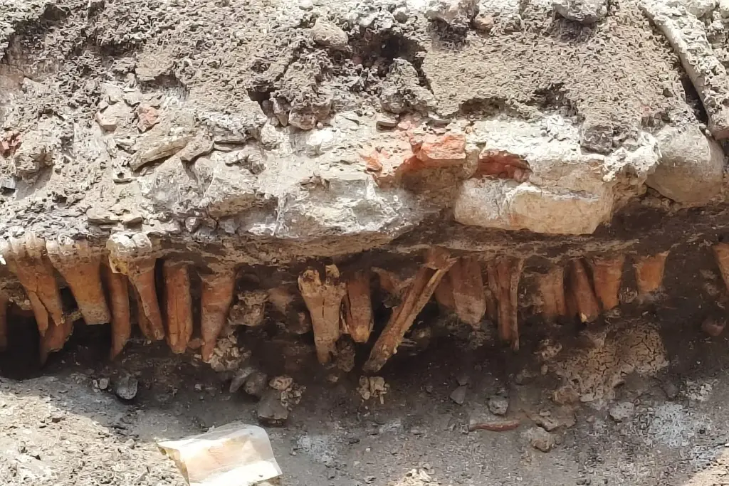 Imagen Hallan huesos en obras de 5 de Mayo en Veracruz; 'podrían ser de humanos'