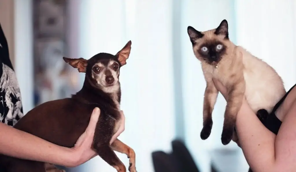 Imagen ¿Cómo evitar que se le caiga el pelo a perros y gatos? 