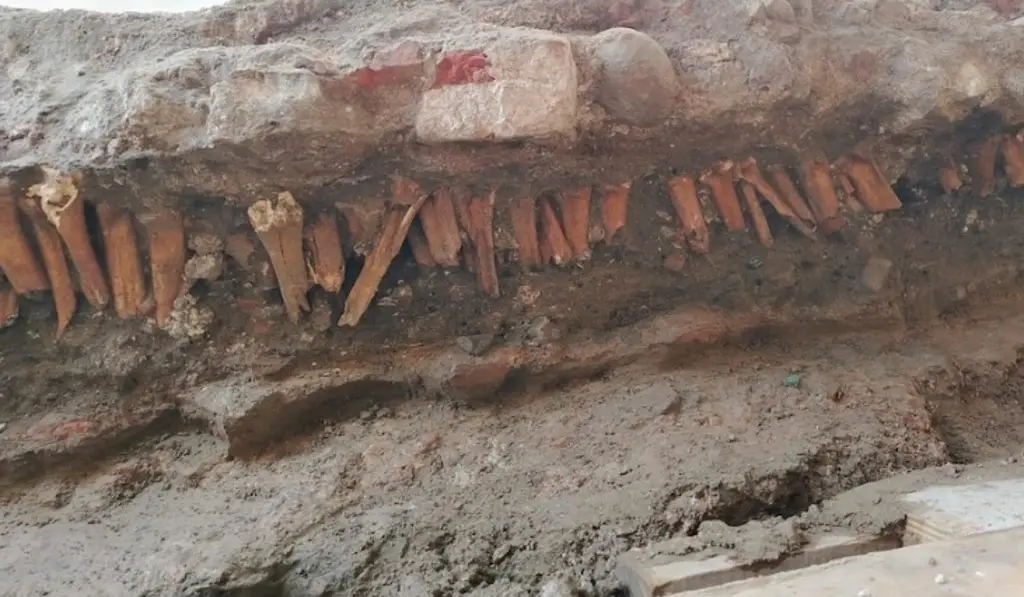 Imagen INAH corrige: sí se hallaron restos de animal por obras en 5 de mayo de Veracruz 