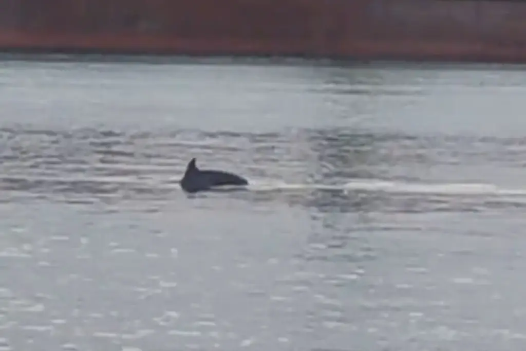 Imagen Captan delfines en Veracruz (+video) 