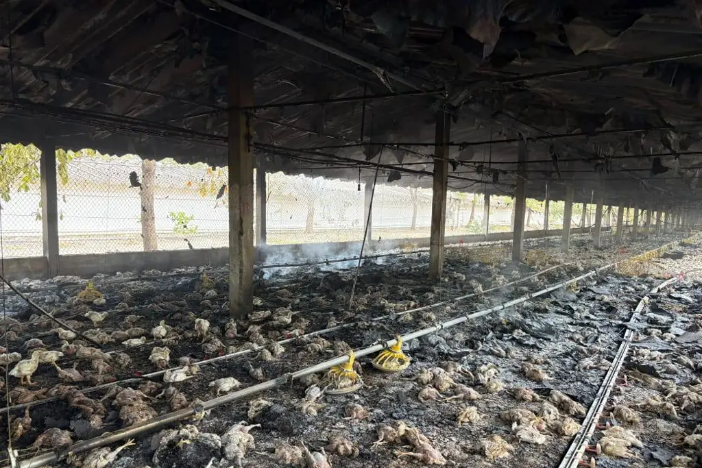 Imagen Incendio en granja de pollos deja más de 3 mil aves calcinadas en Cotaxtla