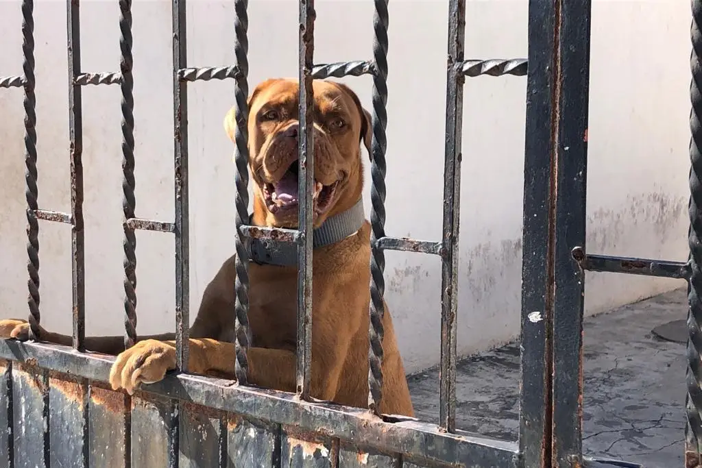 Imagen Exhortan cuidar a los perros por el calor en Veracruz