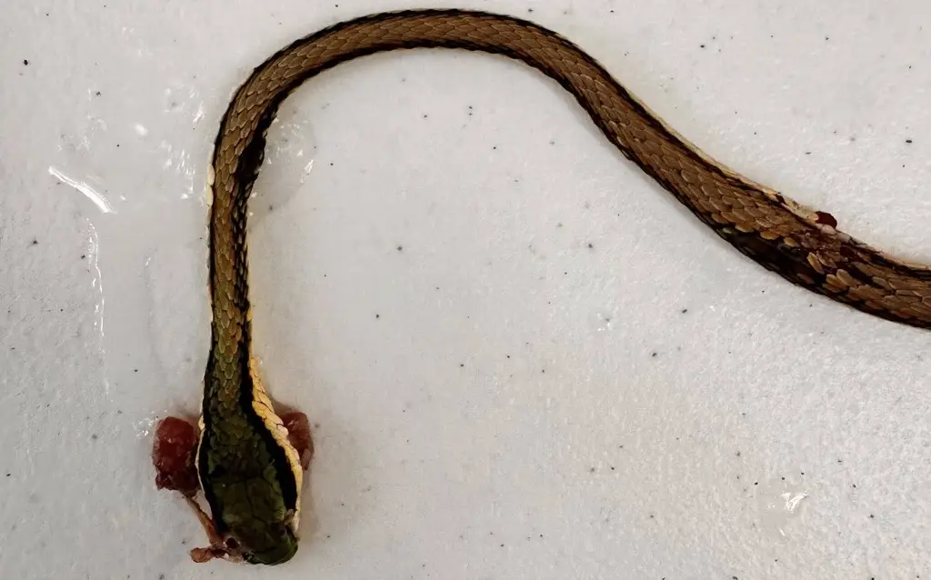 Imagen Vigilantes de fraccionamiento de la Riviera Veracruzana matan fauna silvestre, acusa Earth Mission