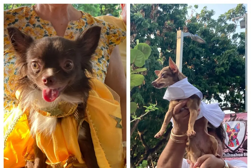 Imagen Logran recaudar más de una tonelada de croquetas en Carnaval Canino en Veracruz