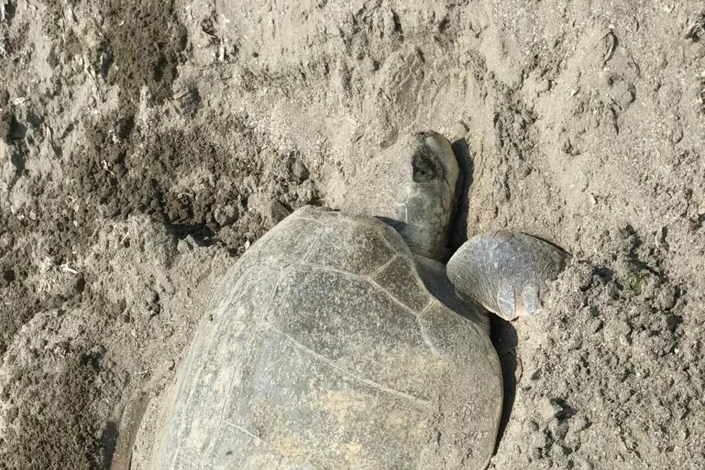Imagen Desova tortuga en playas de Boca del Río