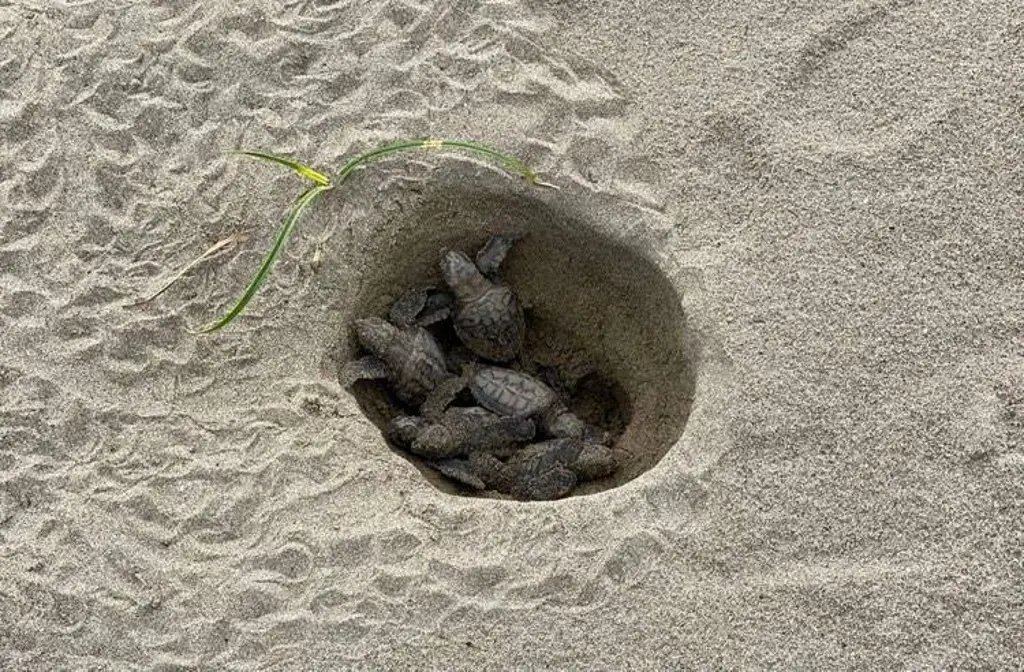 Imagen Urgen señaléticas en playas de Boca del Río y la Riviera ante desove de tortugas