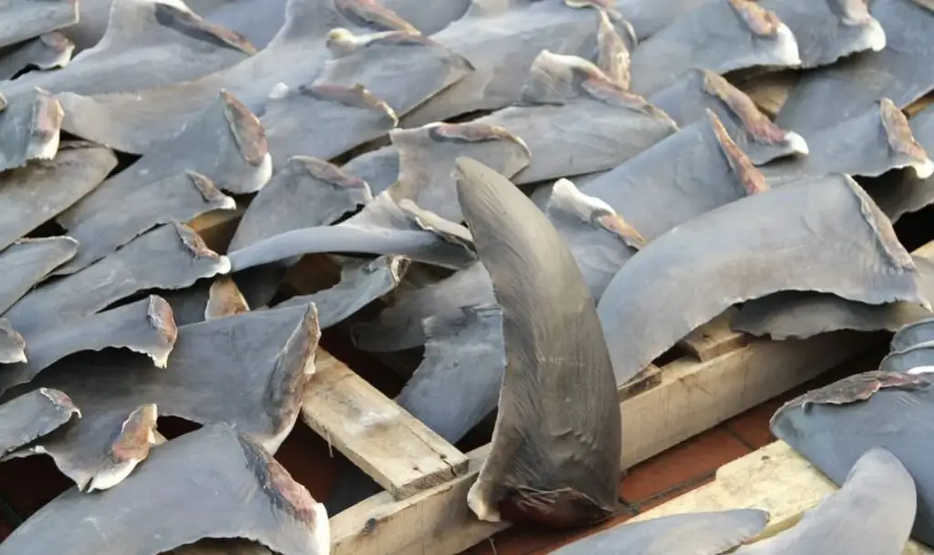 Imagen Decomisa Marina cargamento de 2 toneladas de aletas de tiburón en Ensenada, con destino a China