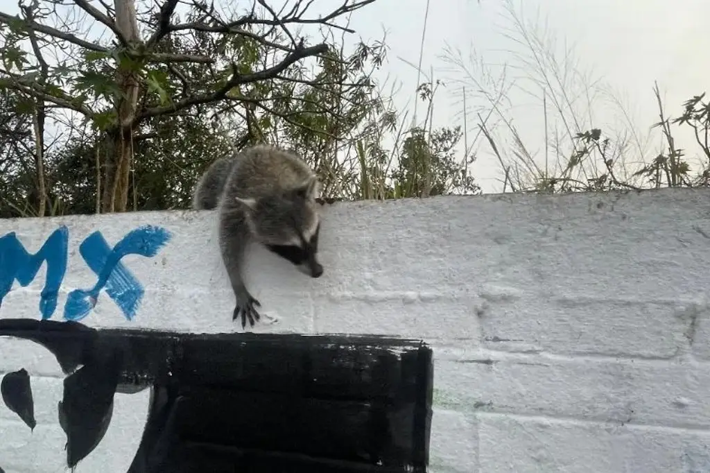 Imagen ¿Cómo proteger a los mapaches y qué hacer si muerde a una persona? 