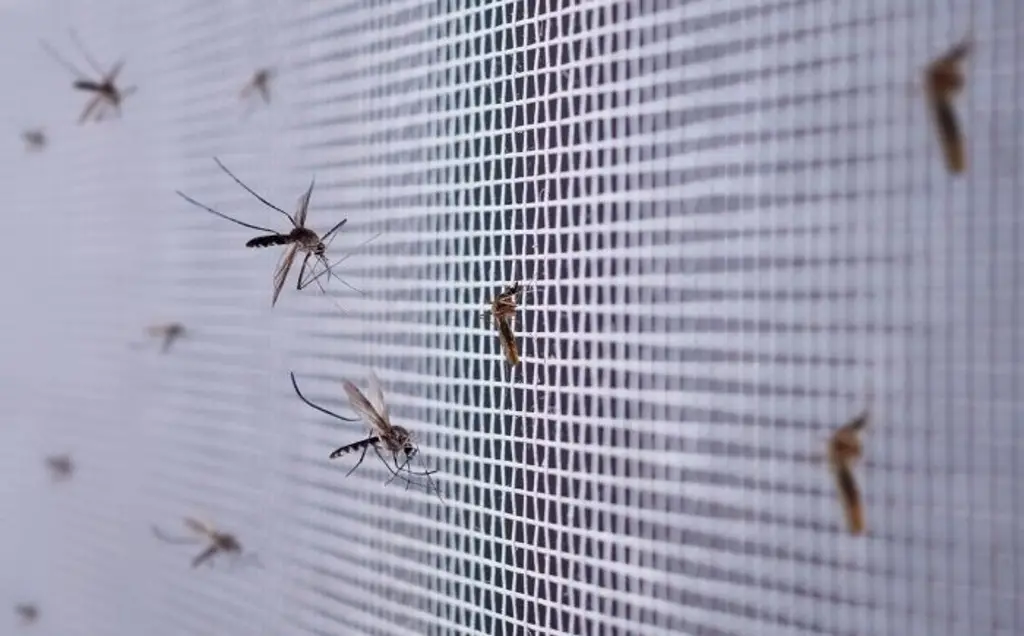 Imagen Suman más de 600 casos de dengue en lo que va del año en Veracruz
