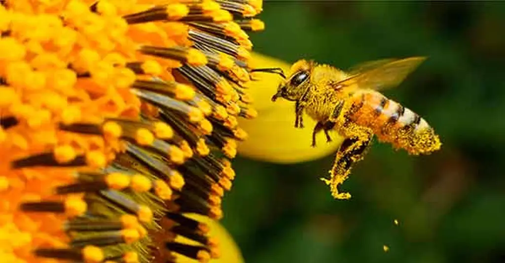 Imagen Magnate automotriz indio murió luego de tragarse una abeja, en Reino Unido