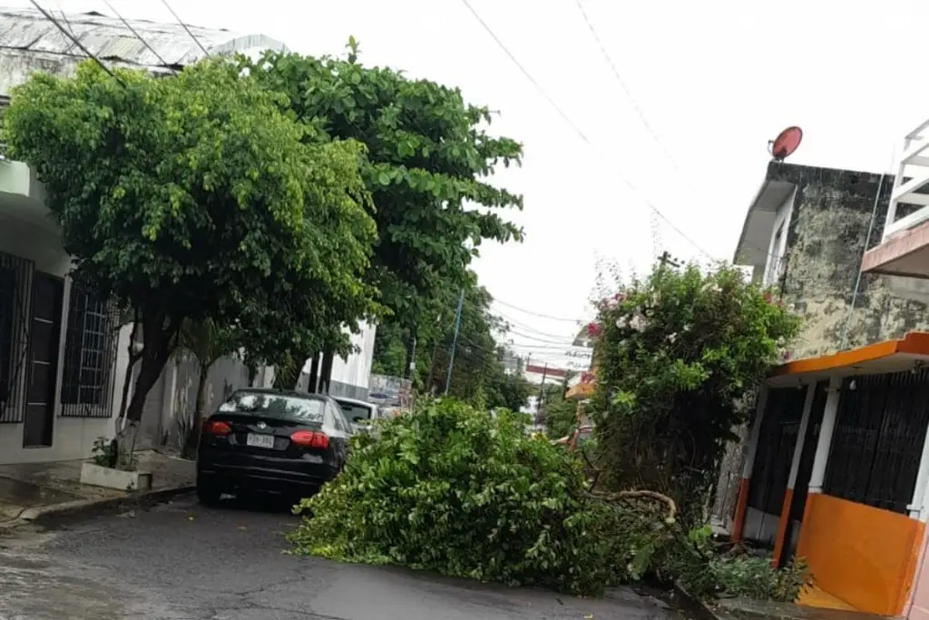 Imagen Lluvias provocan la caída de un árbol en colonia de Veracruz 