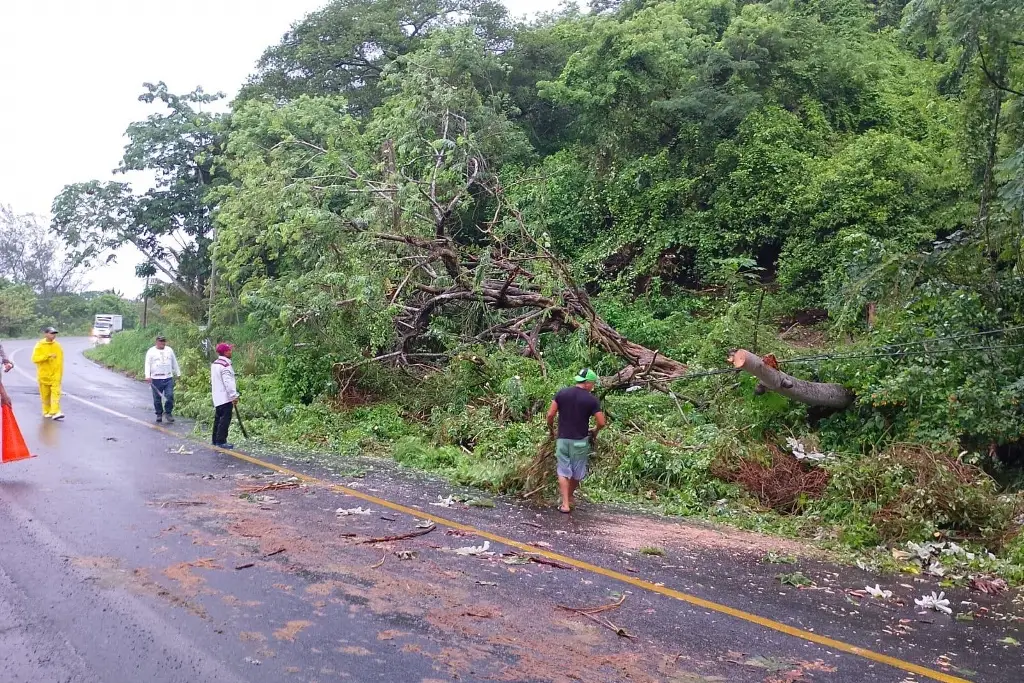 Imagen Apagones y árbol caído en Alvarado por la fuerte lluvia 
