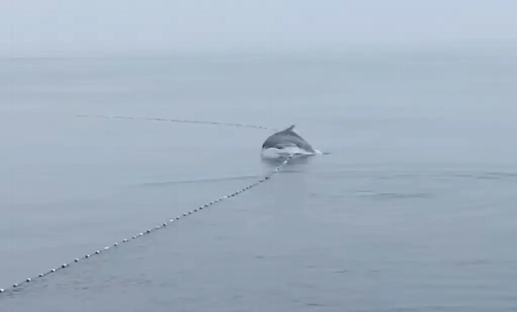 Imagen (Video) Delfines son atrapados por redes de pesca en Coatzacoalcos