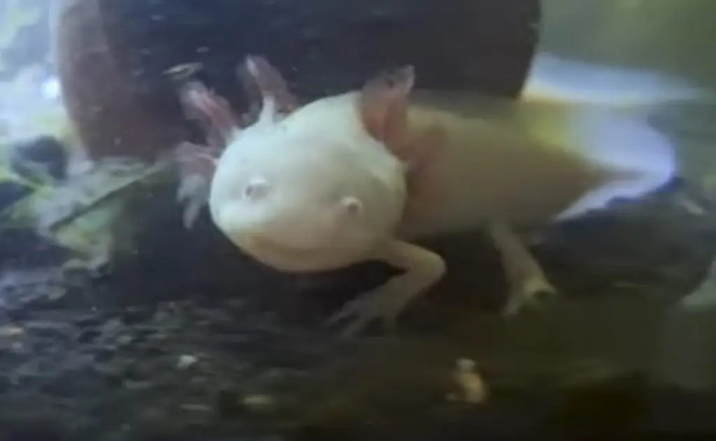 Imagen ¿Los ajolotes son animales solitarios o sociales? (+Video)