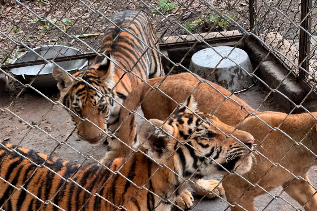 Imagen Rescatan a 75 animales del maltrato en Unidad de Manejo al norte de Veracruz; hay jaguares, tigres y leones