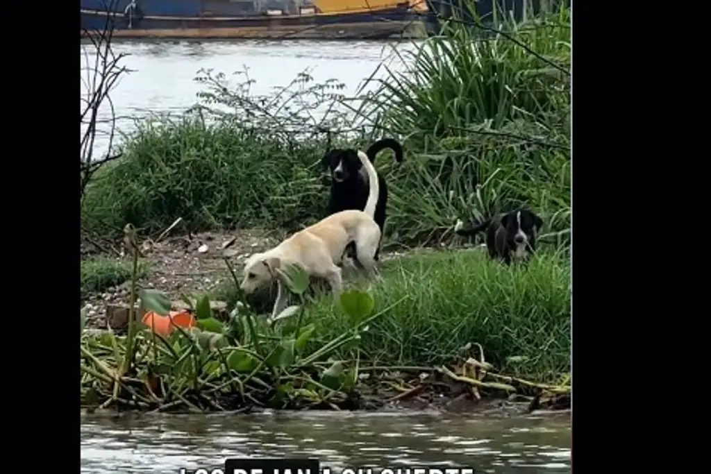 Imagen (Video) Así rescataron a perros y gatos que fueron abandonados en una isla en Alvarado, Veracruz