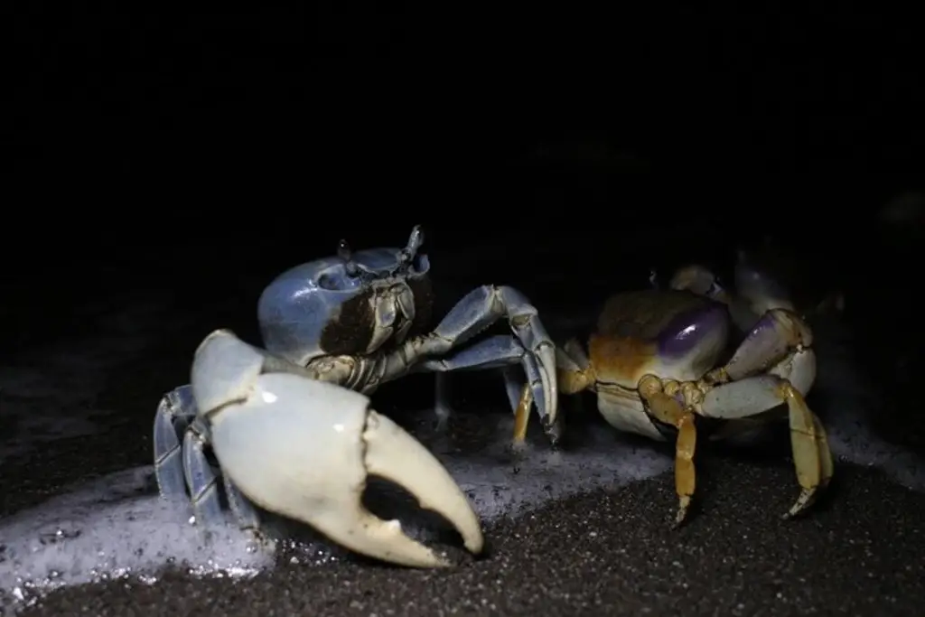 Imagen Denuncian saqueo del cangrejo azul en la Riviera Veracruzana; urgen vigilancia policiaca 