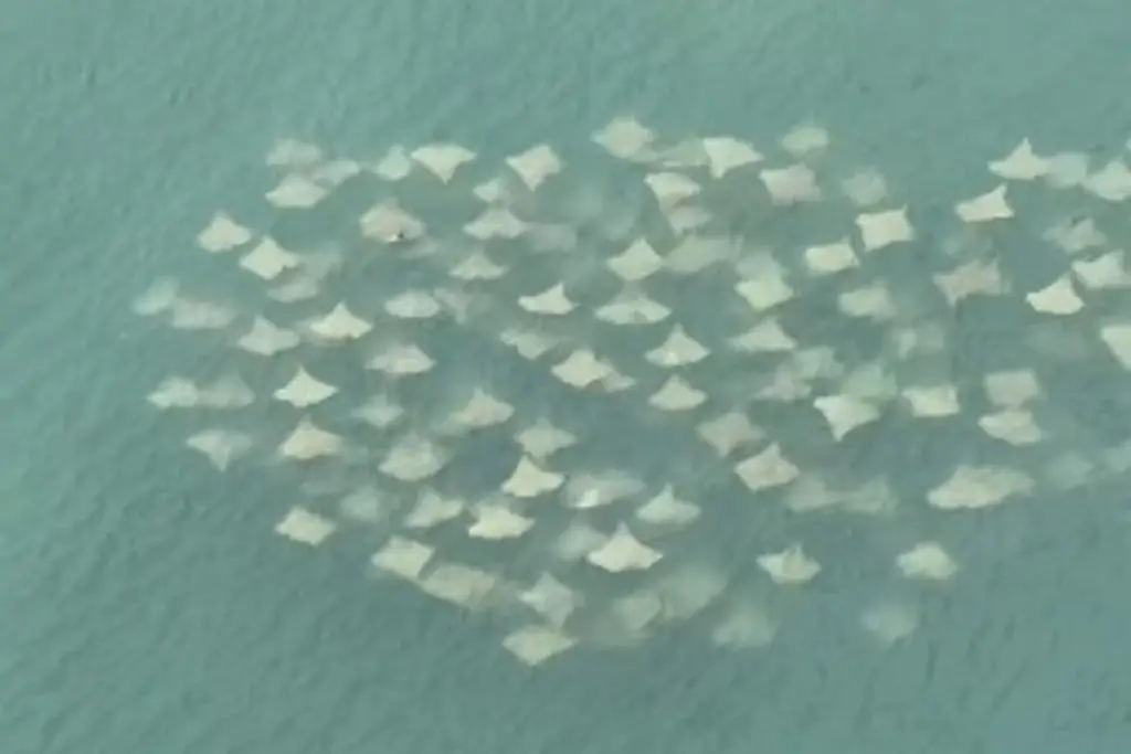 Imagen Captan decenas de mantarrayas en puerto de Veracruz (+video)