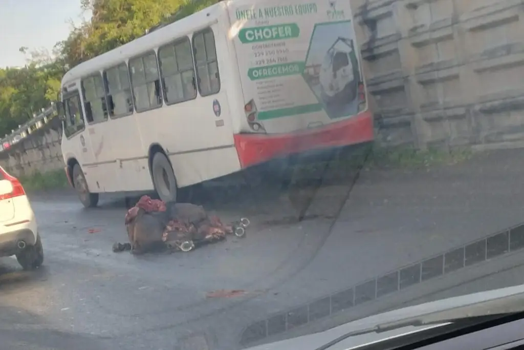 Imagen Atropella y mata a caballo en la Veracruz - Xalapa este jueves 