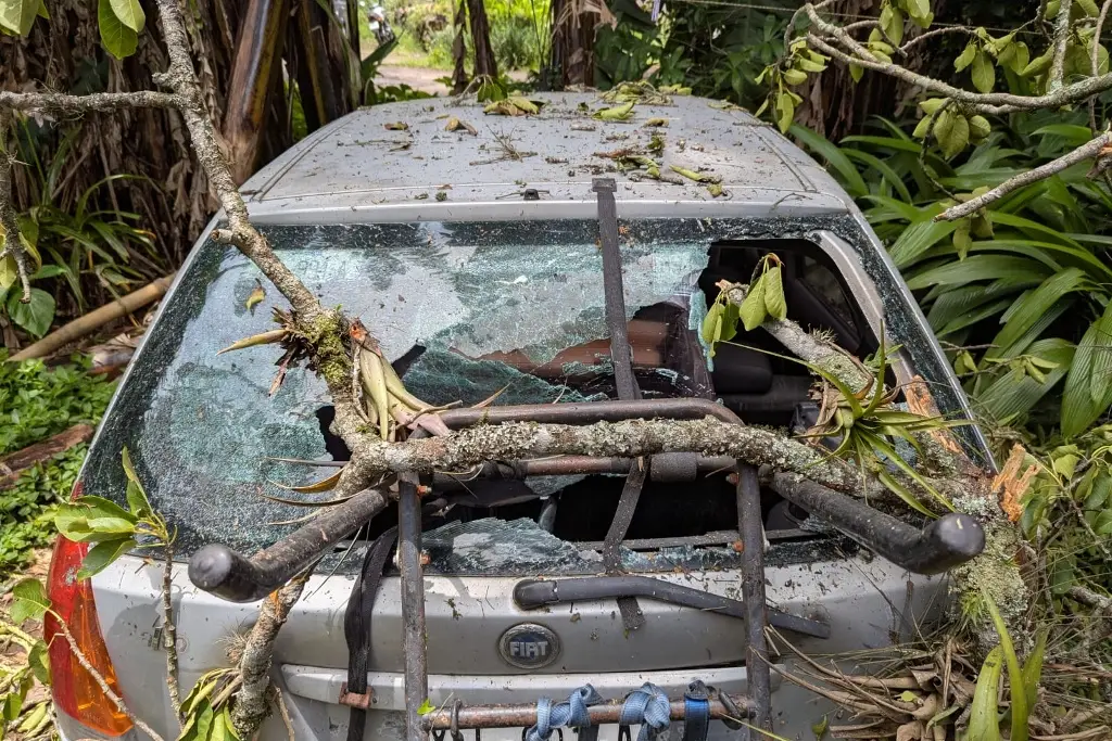Árbol cae sobre vivienda en Consolapa, Coatepec