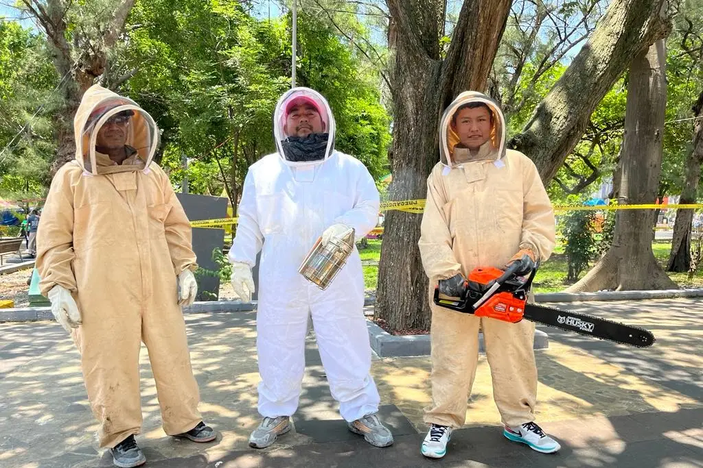 Imagen Reubican panal de abejas del parque Zamora en Veracruz