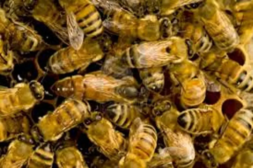 Imagen ¿Qué hacer durante un ataque de abejas? 
