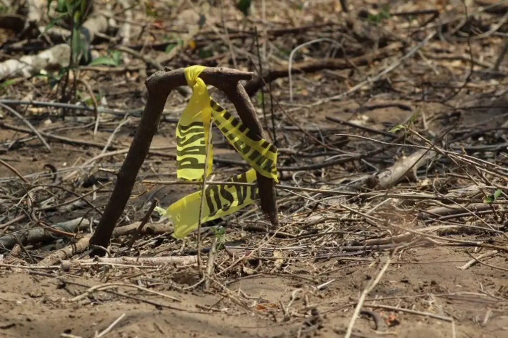 Imagen Especialistas afinan método para localizar fosas mediante flores y animales en México