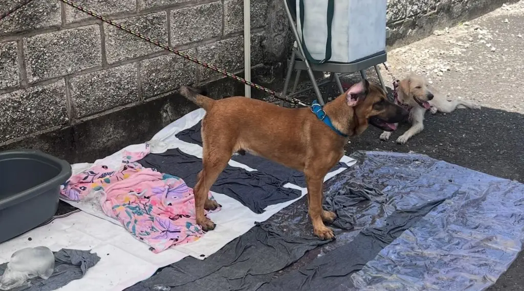 Imagen Bruno al rescate apoyando mascotas maltratadas tienen en adopción 14 mascotas