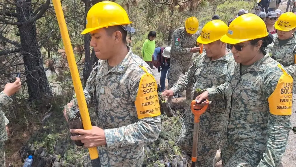 Arranca campaña de reforestación en 100 hectáreas del Pico de Orizaba