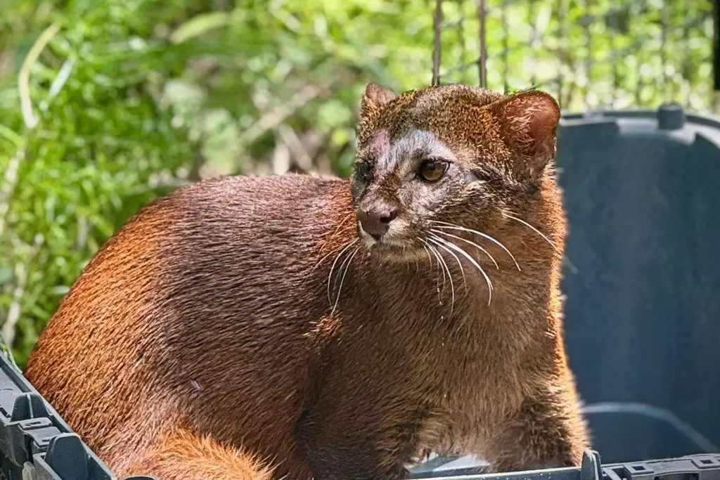 Imagen Rescatan a jaguarundi en Alvarado 