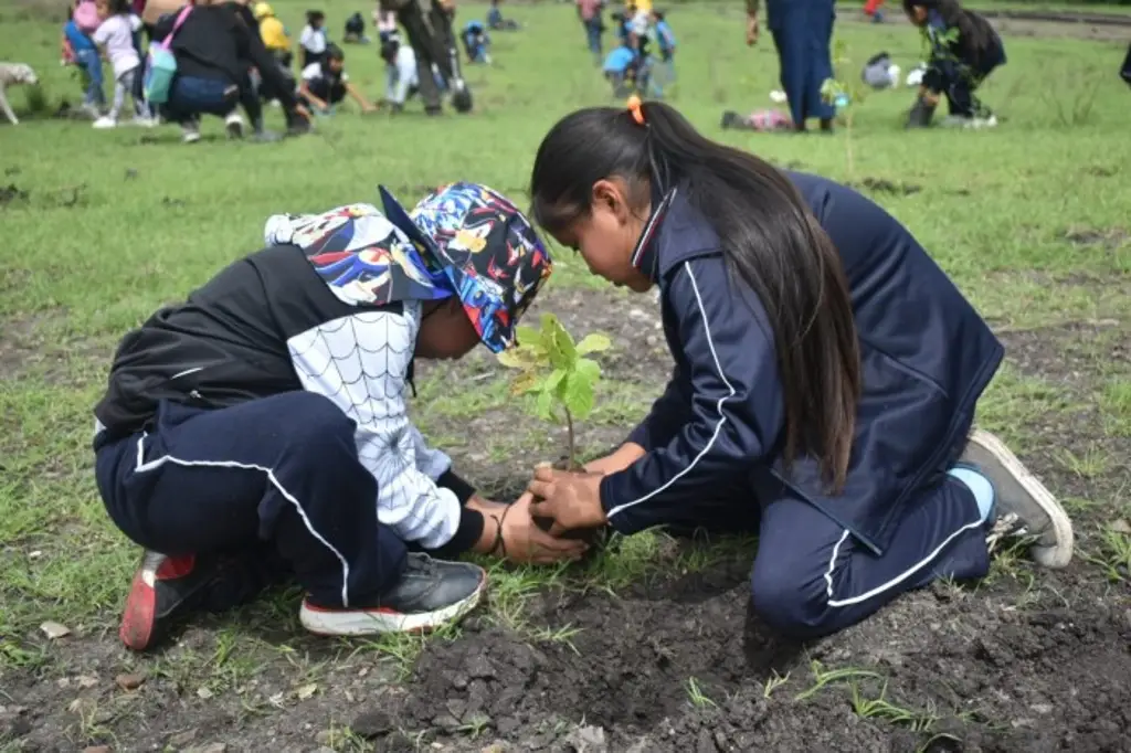 Imagen Reforestan terrenos con dos mil 500 árboles en Acultzingo, Veracruz 