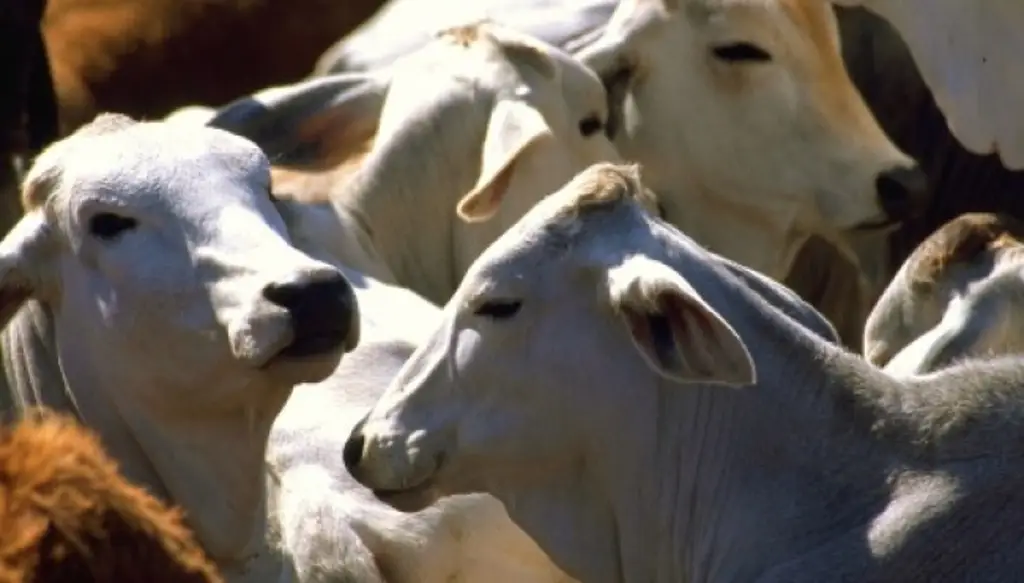 Imagen Así será la reactivación de envío de ganado de Chihuaua a Estados Unidos