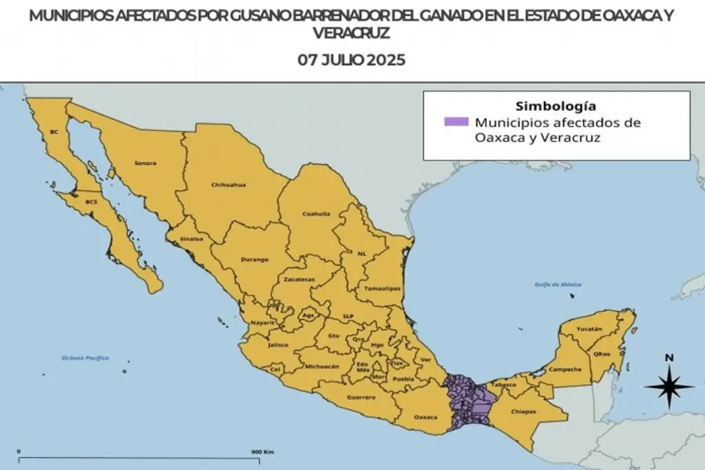 Imagen Activan protocolo de emergencia por gusano barrenador en Veracruz; liberan moscas estériles