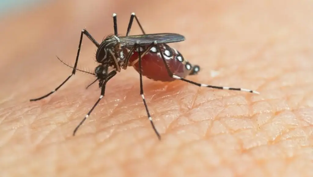 ¿Cómo combatir el dengue? Esto dice IMSS Veracruz Norte 