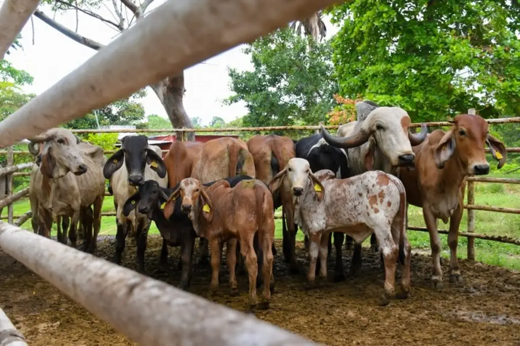 Cerrazón de Senasica causó la propagación del gusano barrenador: Productores