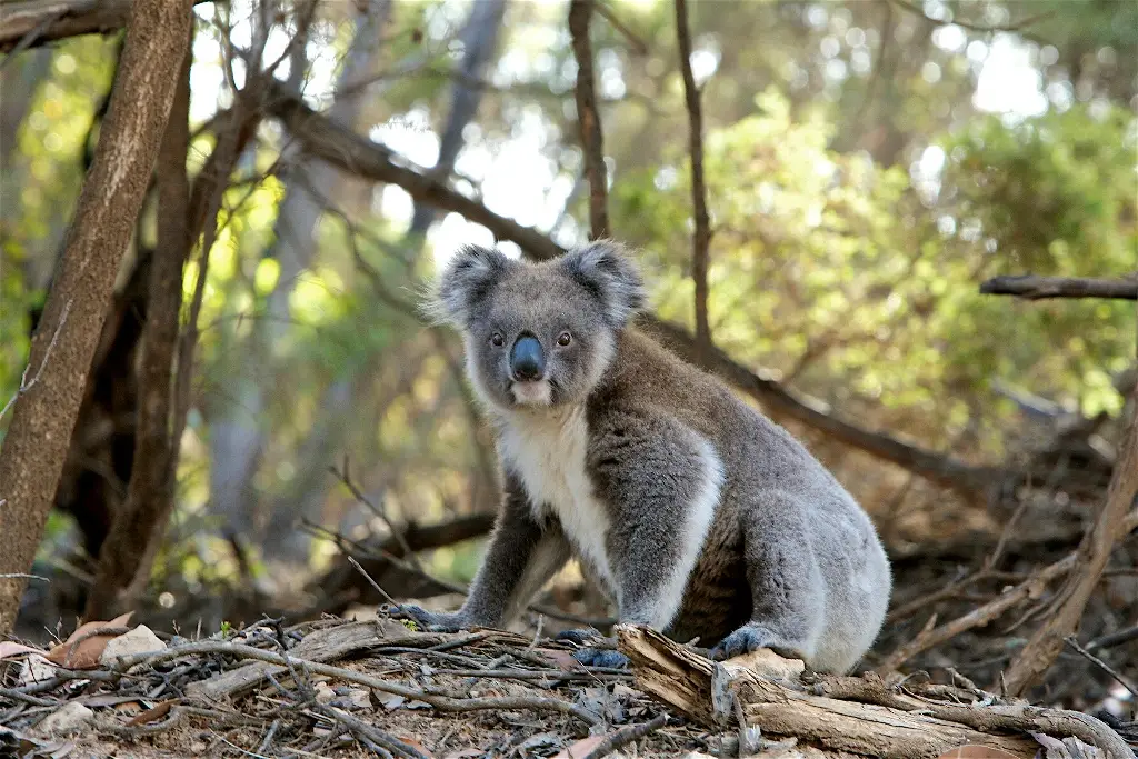 Imagen Los koalas solo pasan 10 minutos al día en el suelo, según estudio 