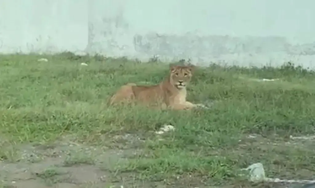 Se escapa león en la Riviera Veracruzana 