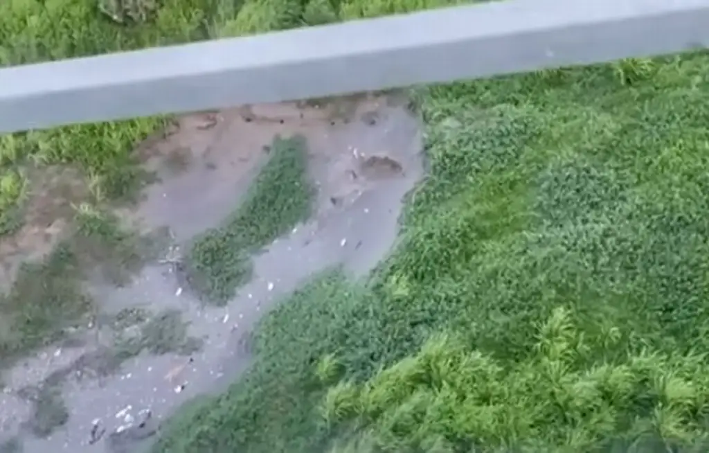 Imagen Autoridades no encuentran al león de la Riviera Veracruzana