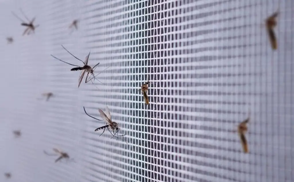 Imagen Detectan focos rojos de dengue en Xalapa y Coatepec; Salud llama a eliminar criaderos