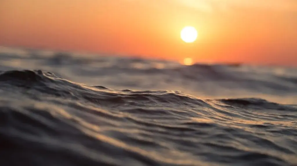 Bacterias serían útiles para descontaminar mar y playas, revela la UNAM
