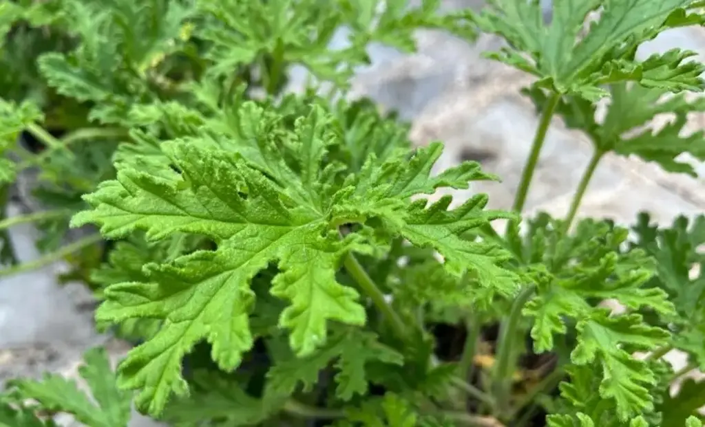 Imagen ¿Qué plantas ahuyentan a los mosquitos en Veracruz? Esto dicen floricultores 