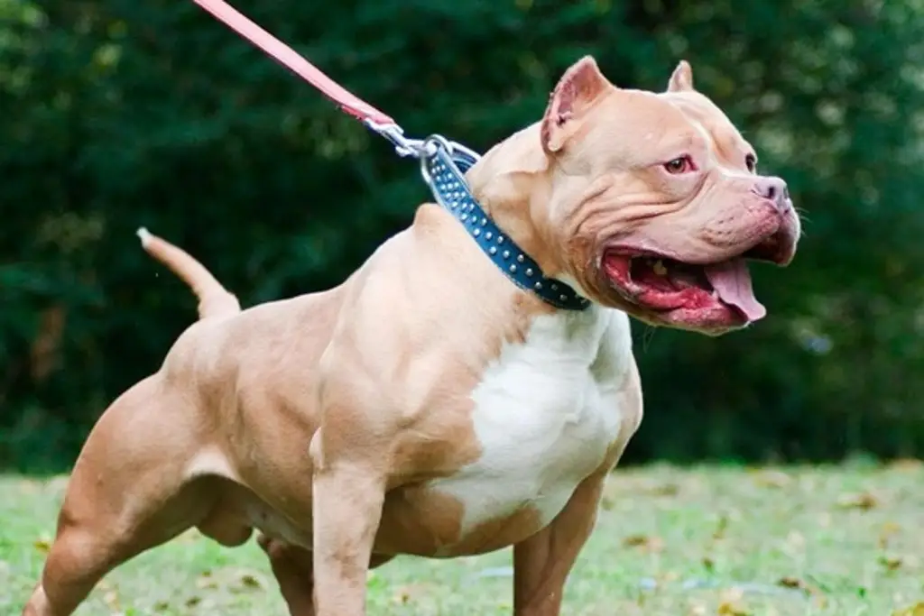 Imagen Muere niña de un año tras ser atacada por el Pitbull de su familia en EU