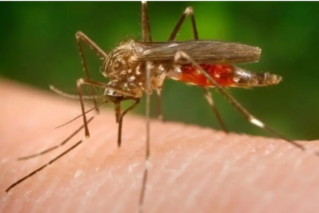Identifican 250 proteínas en sangr3 que pueden revelar la gravedad de la malaria