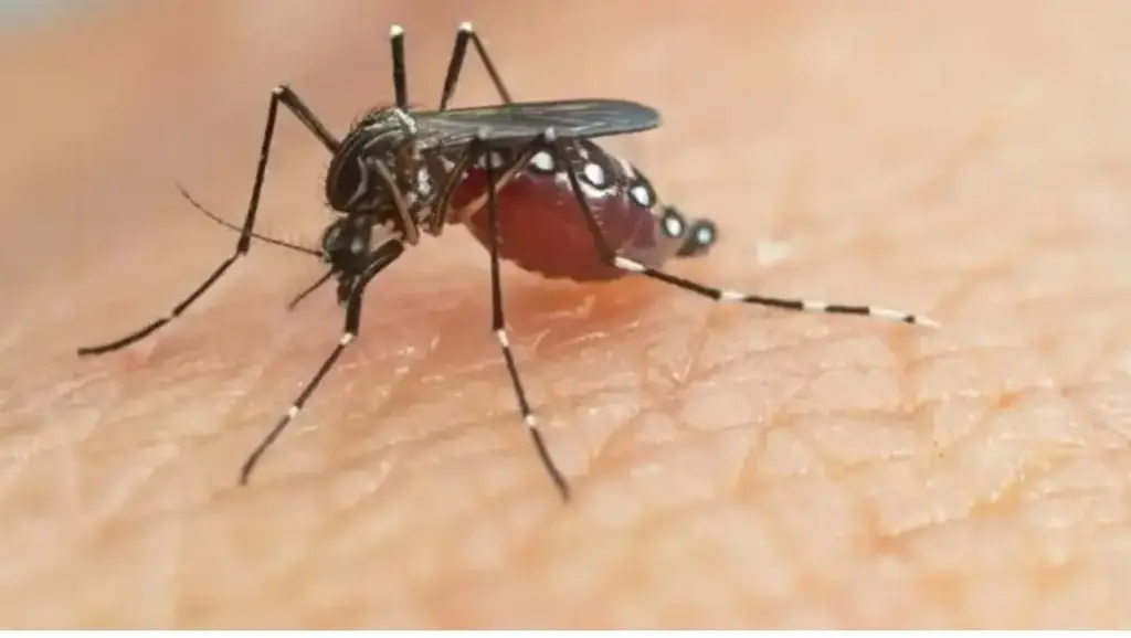 Imagen Si no sabes cómo combatir el dengue, sigue estas recomendaciones 