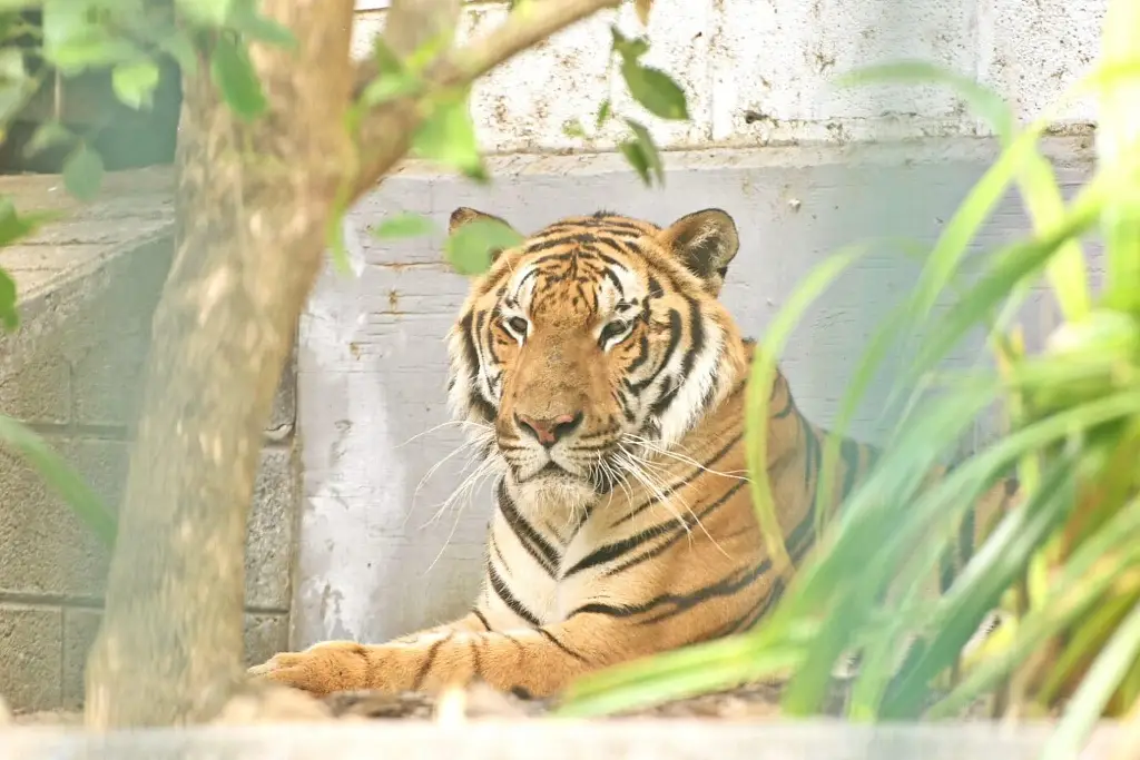 ¿Qué nombre le pondrías al nuevo tigre del zoológico de Veracruz?