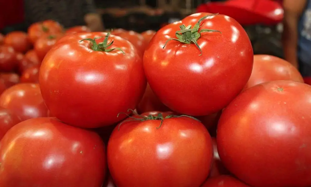 Imagen México considera 'injusta' la decisión de EU de reactivar arancel del 17% al tomate